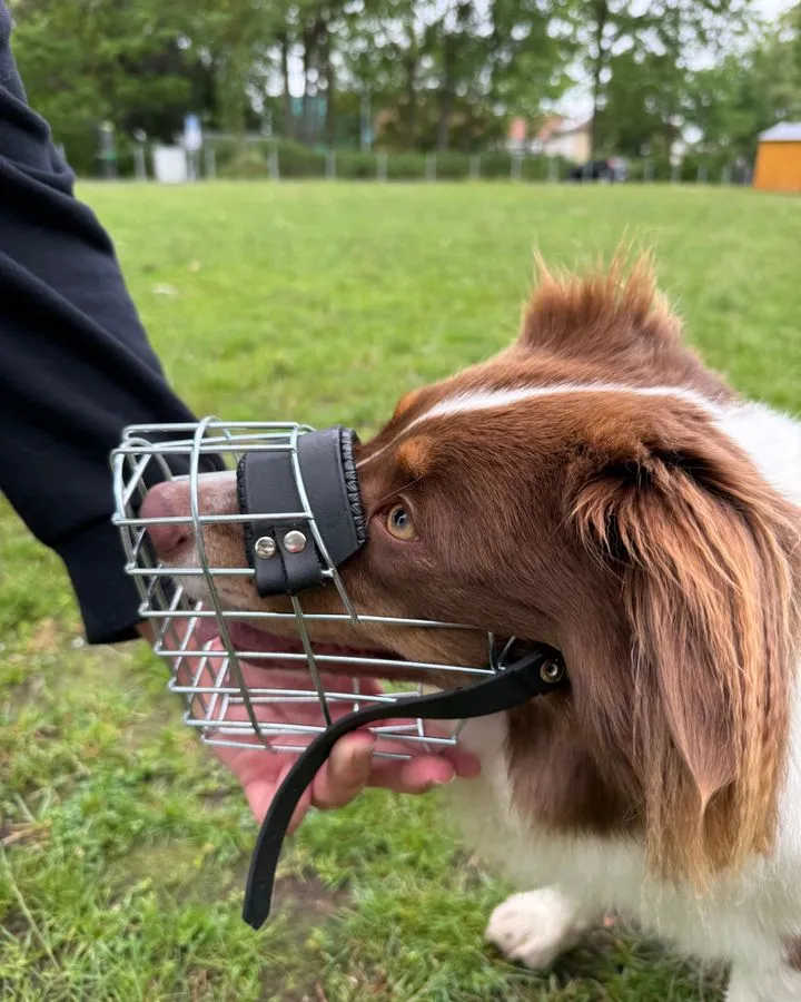 Ein braun-weißer Hund trägt einen Drahtmaulkorb, während eine Hand den Sitz am Fang prüft.