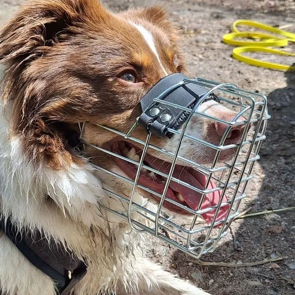 Braun-weißer Hund mit Drahtmaulkorb hechelt mit geöffnetem Maul und sichtbarem Hechelraum.