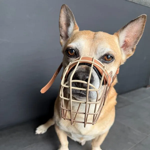 Kleiner hellbrauner Hund mit hellem Drahtmaulkorb; Augenbereich und Blick bleiben frei.