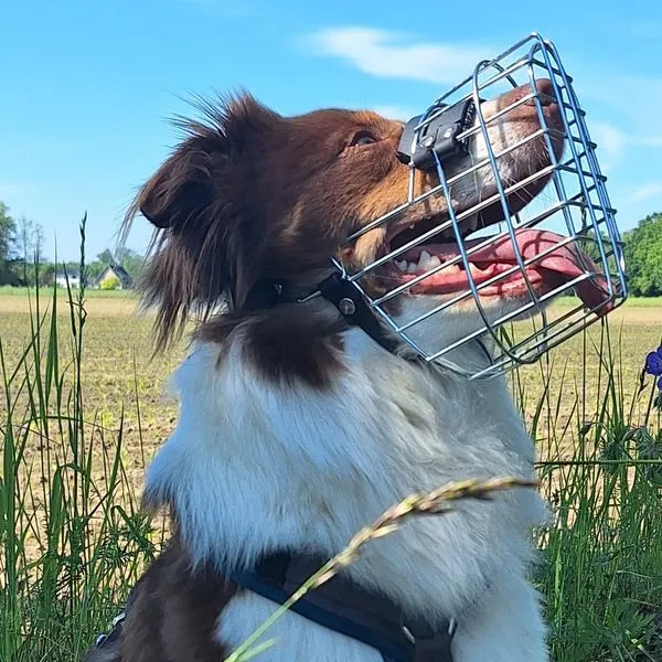 Braun-weißer Hund mit Drahtmaulkorb im Feld; Riemenführung und stabiler Sitz sind seitlich sichtbar.