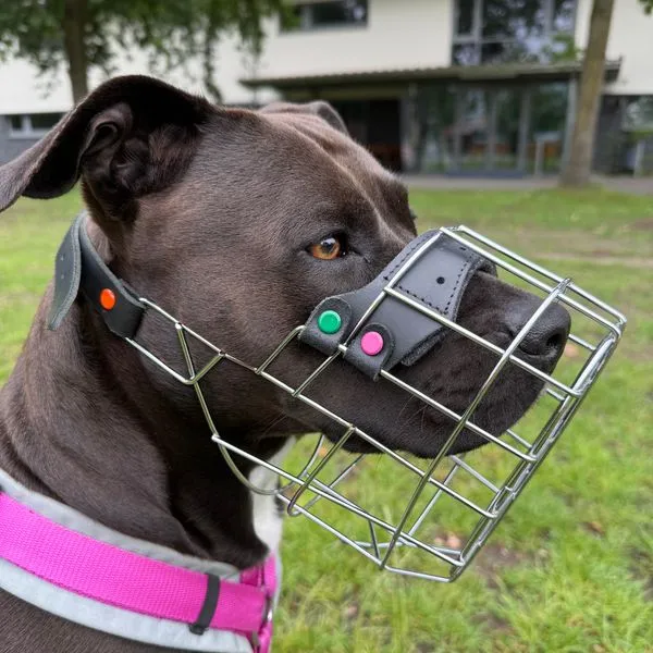 Schwarzer Hund mit Drahtmaulkorb in Seitenansicht; vorne bleibt Abstand zwischen Nasenschwamm und Korb.