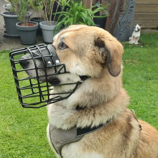 Hund mit Drahtmaulkorb in Seitenansicht; Länge des Korbs und Kinnfreiheit sind sichtbar.